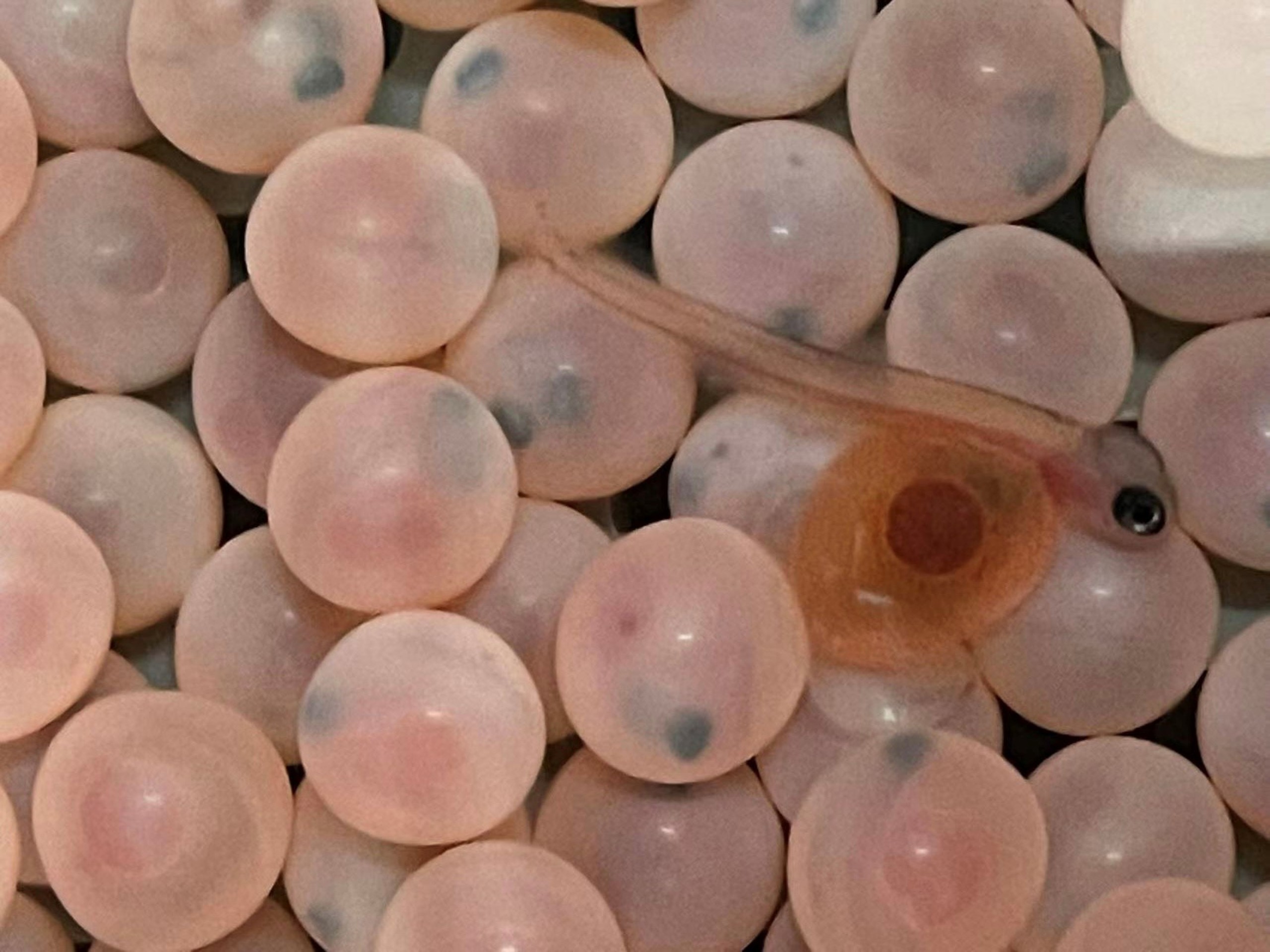 First hatching of eggs