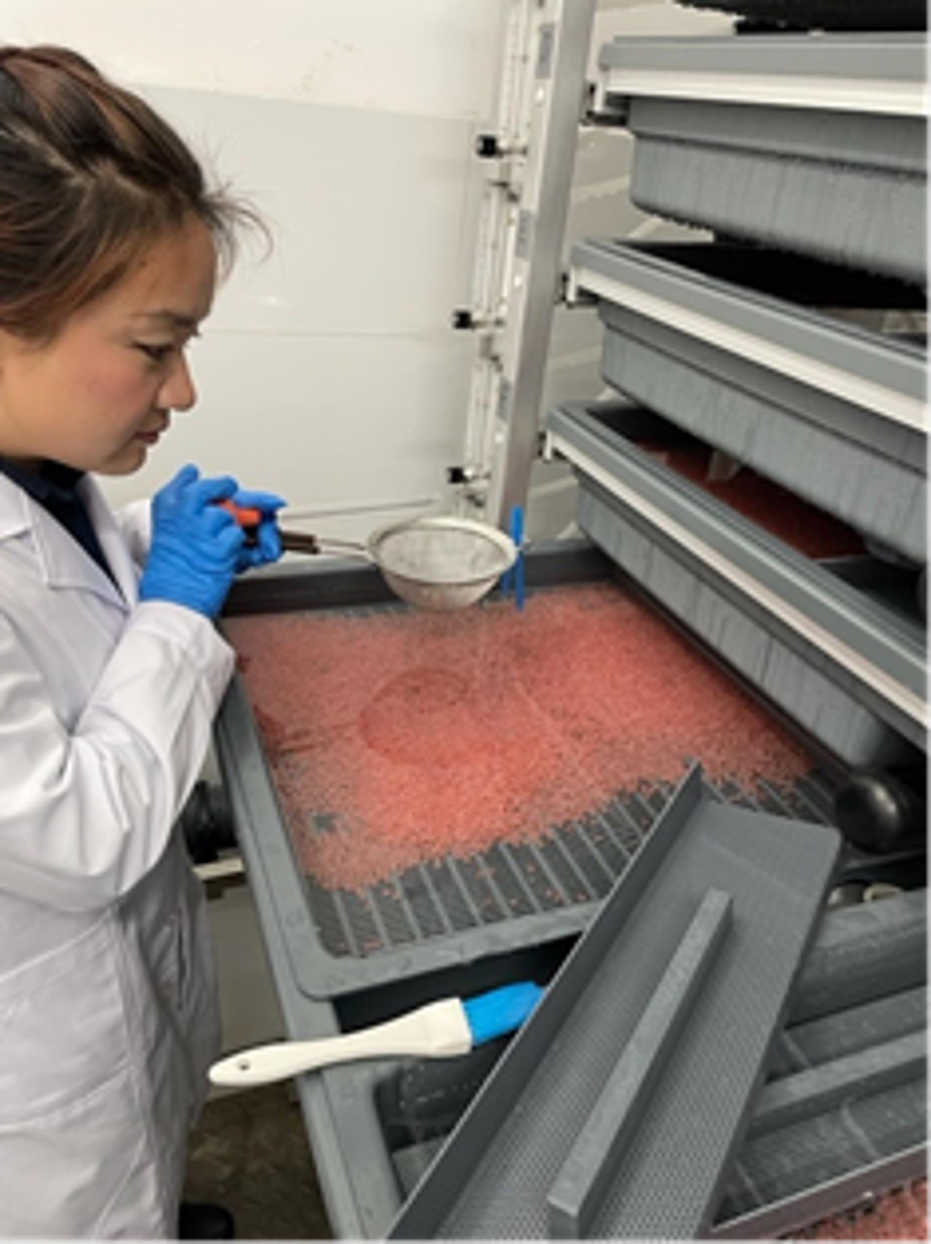 Farming assistant Xiaoxiao Chen is nursing the eggs in the hatchery