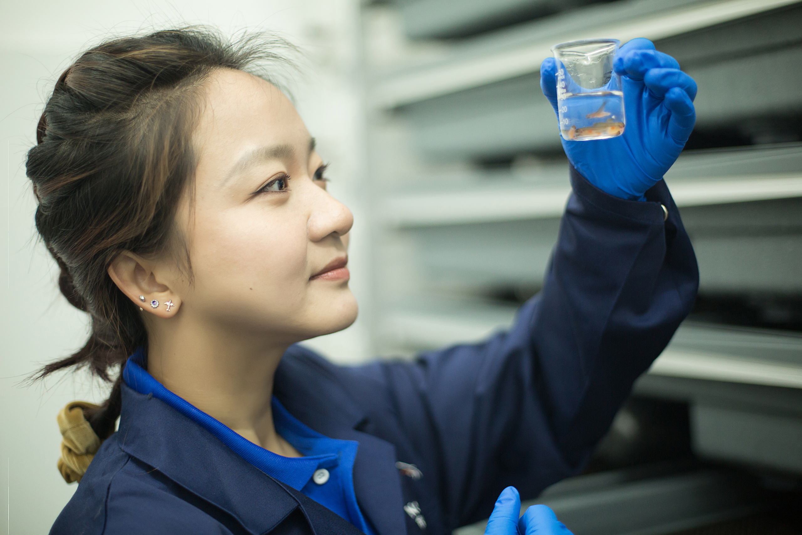 Xiaoxiao inspecting the yolk-sac fry