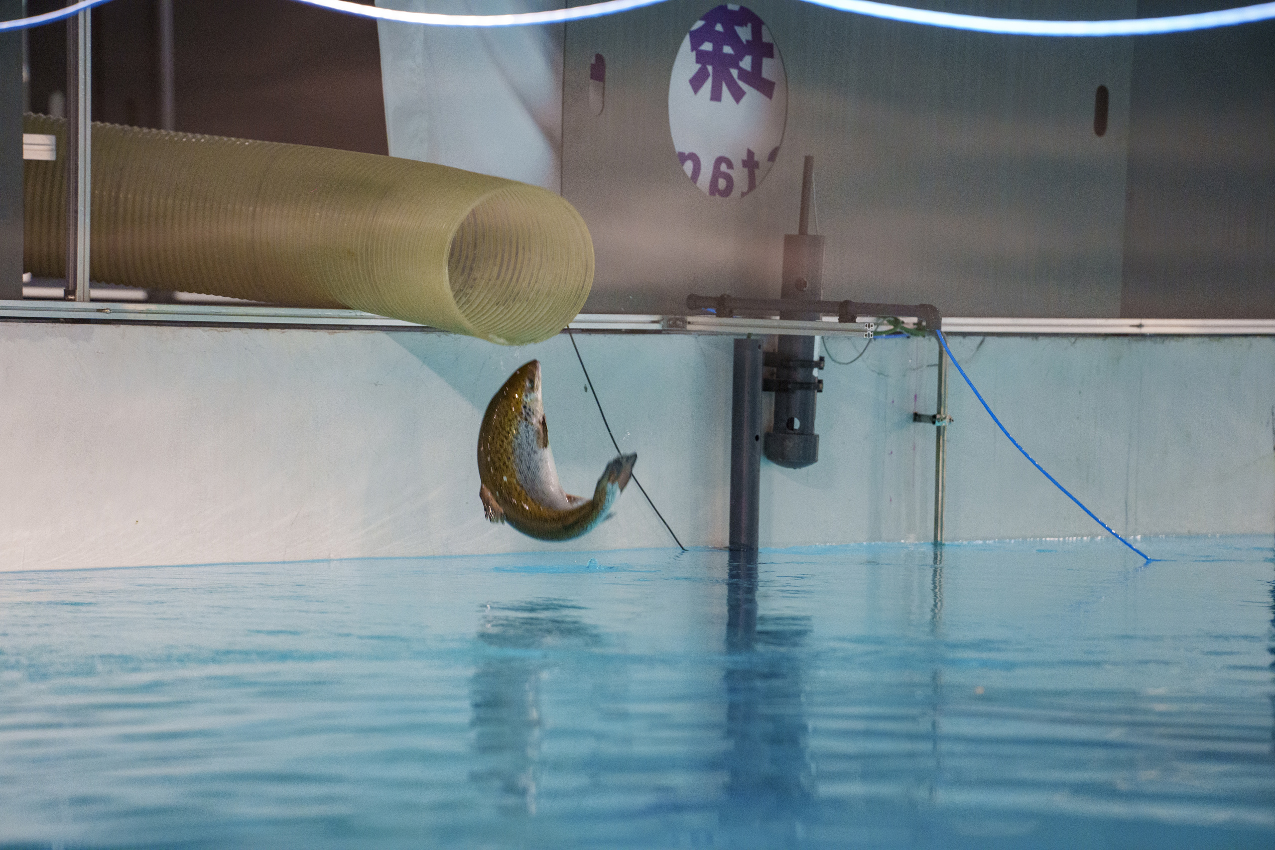 First fish transfer into Stage 2