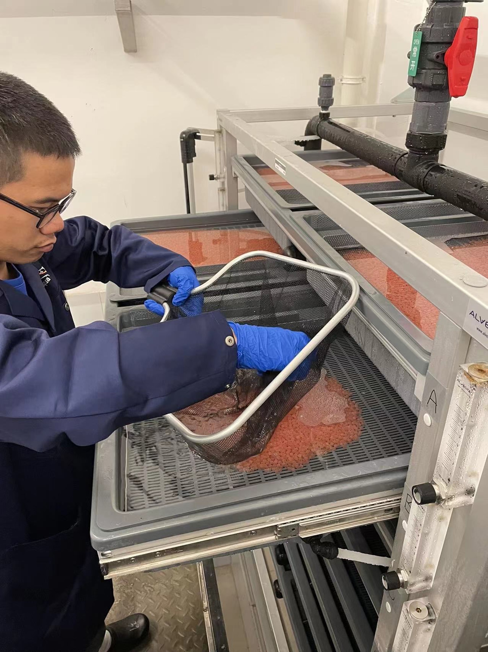 Second Inlay of eggs successfully completed