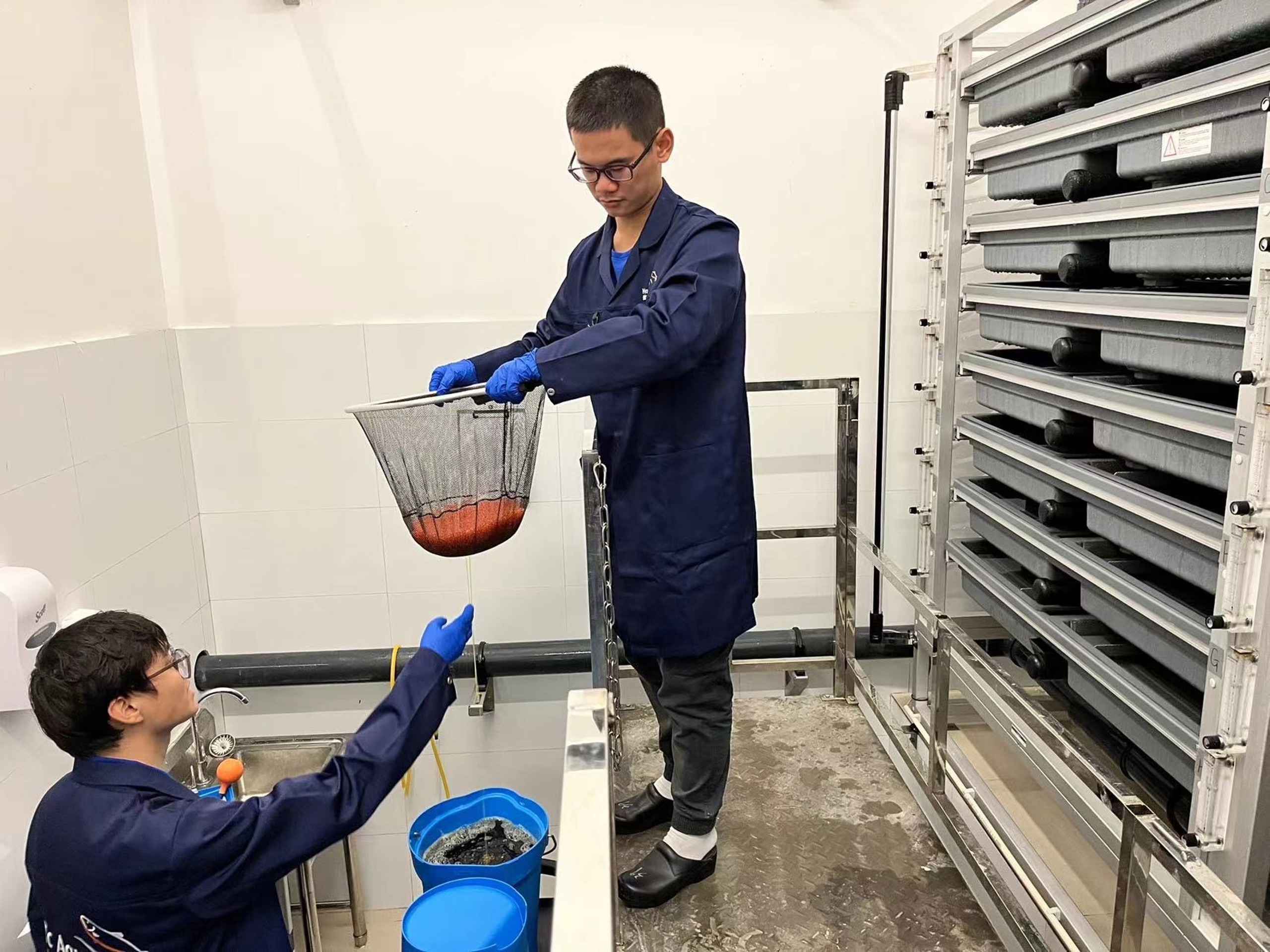 Second Inlay of eggs successfully completed